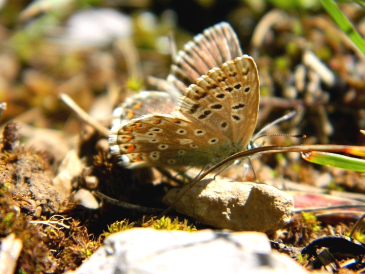 Polyommatus (Lysandra) coridon